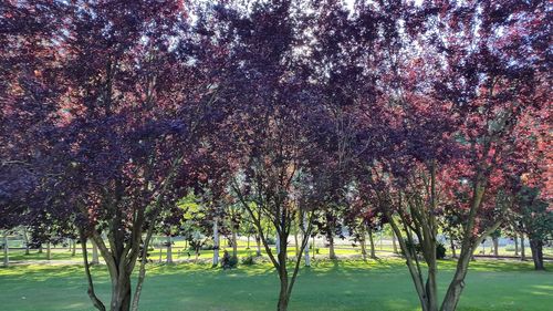 View of cherry blossom trees in park