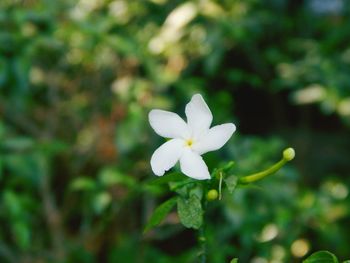 Close-up of white flower blooming outdoors