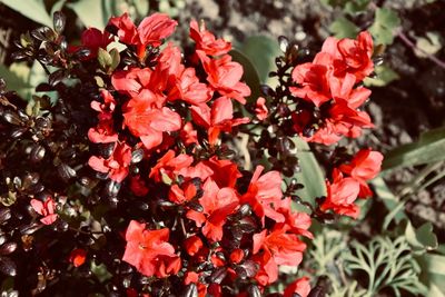 Close-up of red flowering plants in park