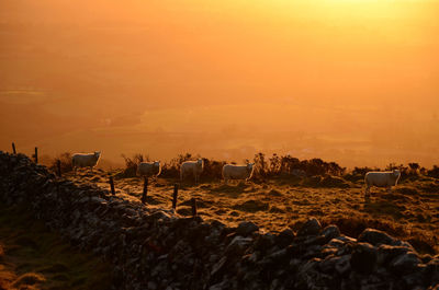 Flock of sheep at sunset