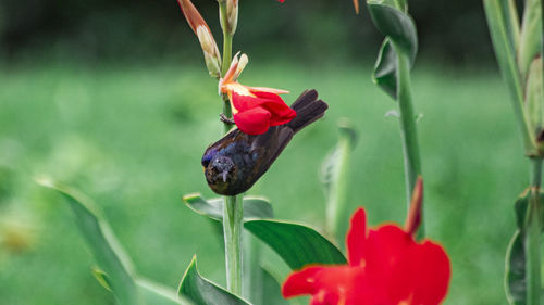 Close-up of red butterfly