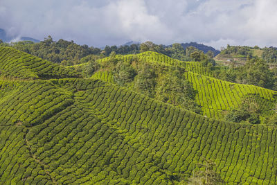 Scenic view of farm against sky