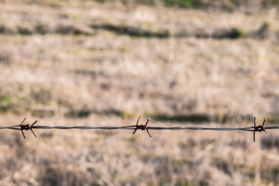 Close-up of barbed wire on field