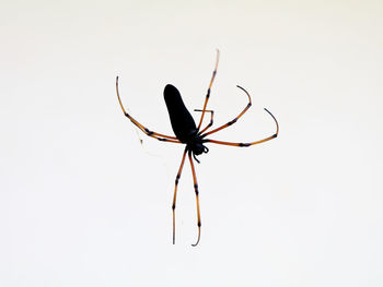 Close-up of spider on white background