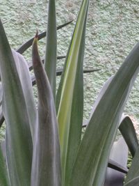 Close-up of plants in sea