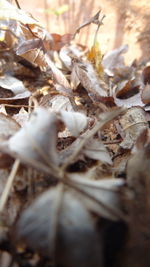 Close-up of dry plants on field