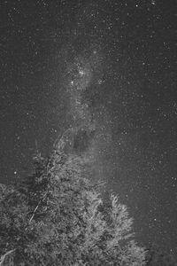 Low angle view of trees against star field at night