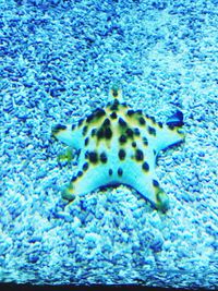 Close-up of turtle in sea