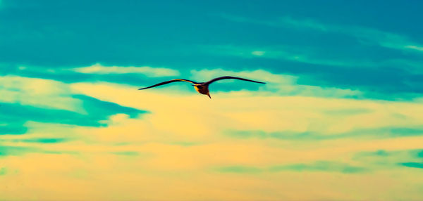 Bird flying against sky