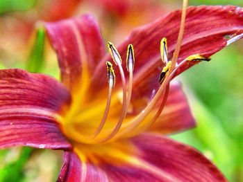 Close-up of pink flower