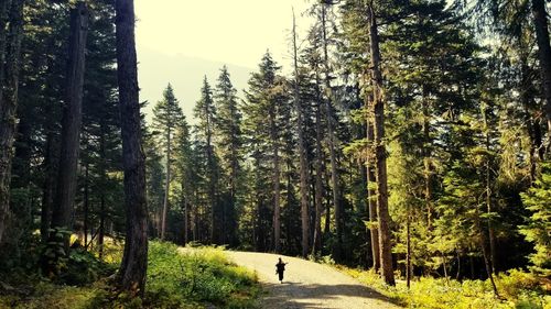Panoramic shot of pine trees