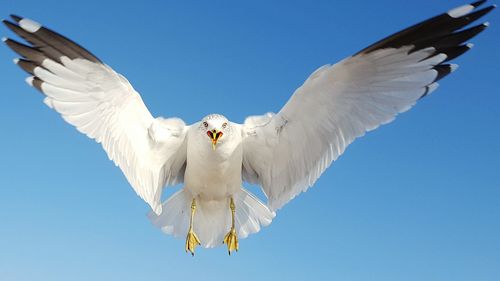 Low angle view of bird flying against clear sky