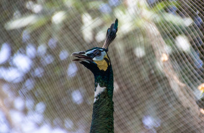 Close-up of a bird in zoo