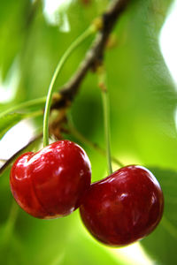 Close-up of strawberry on plant