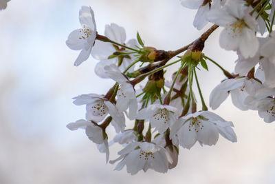 Close-up of white cherry blossom tree