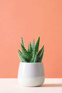 Close-up of succulent plant on table