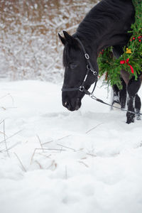 Horse standing on snow