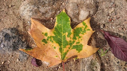 High angle view of autumn leaves on rock