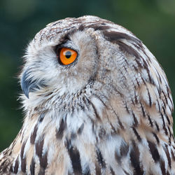 Close-up portrait of owl