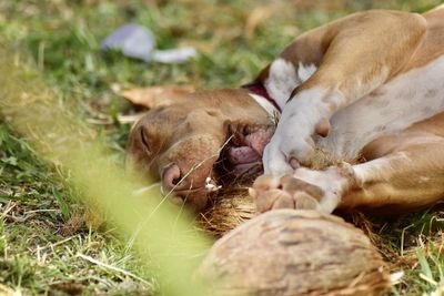 View of a sleeping resting on field