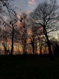 Silhouette of bare trees in forest