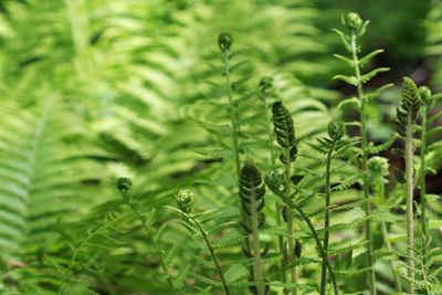 Close-up of fern leaves