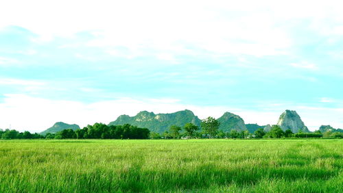 Scenic view of field against sky