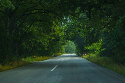 Road amidst trees