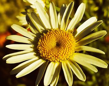 Close-up of yellow flower