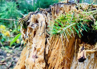 Close-up of lichen growing on tree trunk in forest