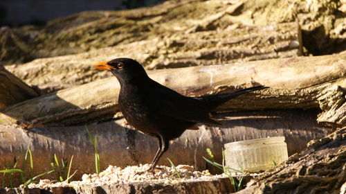 Close-up of blackbird perching on rock