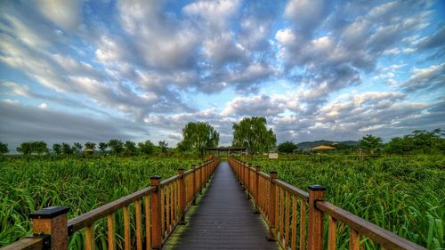 Narrow pathway along plants on field against sky