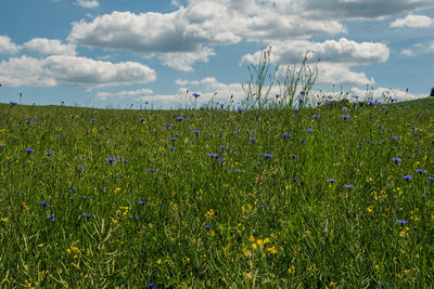 Scenic view of grassy field against sky