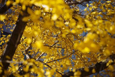 Low angle view of yellow flower tree