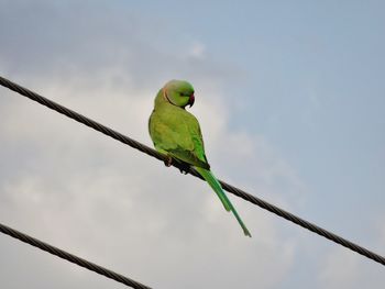 Bird perching on branch against sky