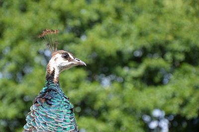 Close-up of peacock