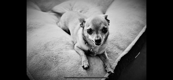 High angle portrait of dog sitting on floor