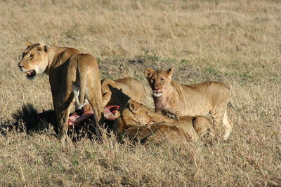 Lion relaxing on grass