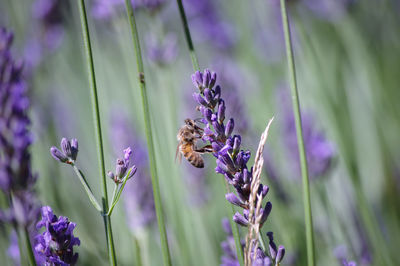 Close-up of bee pollinating on purple flowering plant