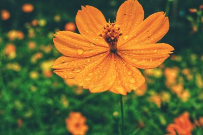 Close-up of wet orange flower