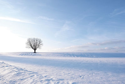 Bare tree on snow covered field against sky