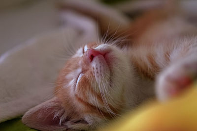 Close-up of cat sleeping on bed at home