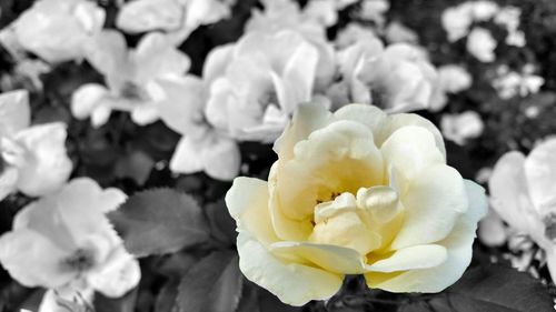 Close-up of rose blooming outdoors