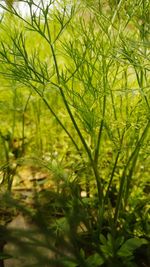 Close-up of fresh green grass