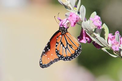 Close-up of butterfly on flower