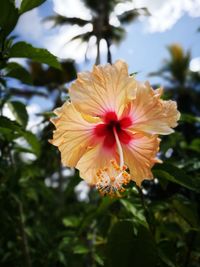 Close-up of pink flower