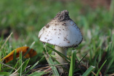 Close-up of mushroom growing on field