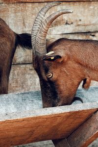 Close-up of a in a farm