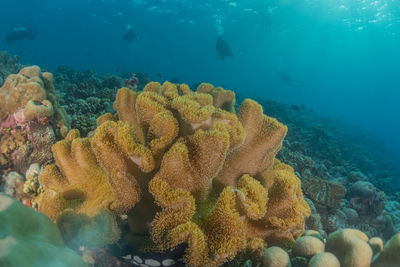 Fish swimming in sea