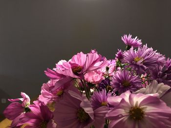 Close-up of pink flowers against black background